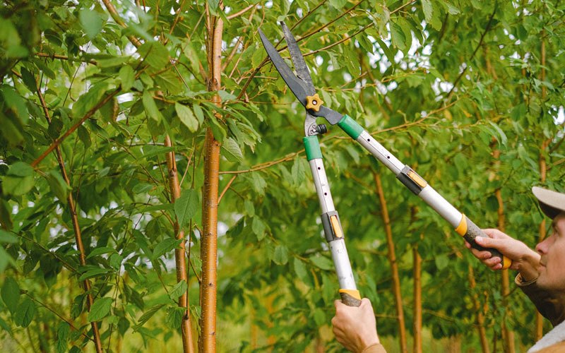 Tree trimming in Arnett, WV